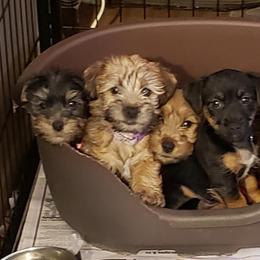 American Hunt Terrier and Russell Terrier Puppies from Bare Bottom Farms