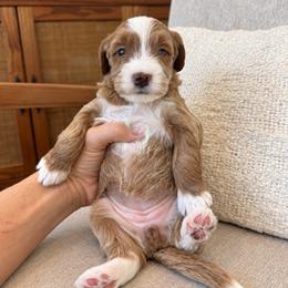 Penny - Red  female Goldendoodle puppy in Gilbert, Arizona from Doodle Bliss