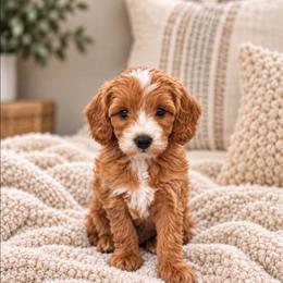 Gray Collar - Red  male Goldendoodle puppy in Somerville, Alabama from Southern Enchanted Doodles