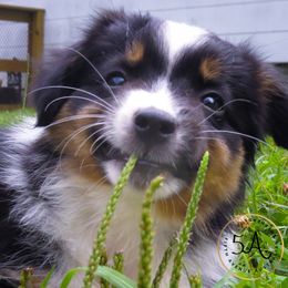 Miniature American Shepherd and Toy Australian Shepherd Puppies from Fifth Avenue Australian Shepherds