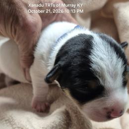 HARLEY - White and black male Teddy Roosevelt Terrier puppy in Murray, Kentucky from Froschwald German Shepherds and Xanadu Teddy Roosevelt Terriers