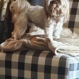 Turbo - Shih Tzu