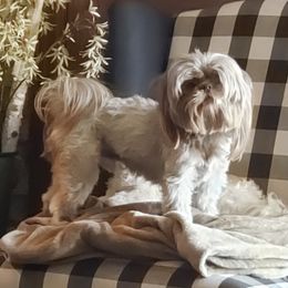 Turbo - Shih Tzu