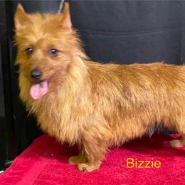 Bizzie - Australian Terrier