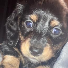 Dachshunds from Jeffrey Johnson