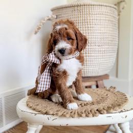 Blue Male - Red  male Goldendoodle puppy in Springville, Utah from JW Doodles