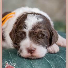 Mykonos - Brown and white male Cockapoo puppy in Connersville, Indiana from Deaz Doodle Ranch