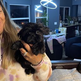 Shih Tzu Puppies from Angela Driver's Shih Tzu