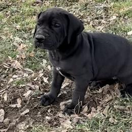 Girl 3 - Black and white female Great Dane puppy in Indianola, Iowa from Bull West Kennels