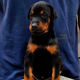 Krystal - Black and rust female Doberman Pinscher puppy in China Township, Michigan from Snell's Superior Kennel Dobermann & GSP