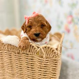 Bubbles - Red  female Goldendoodle puppy in Sulphur, Louisiana from Curly Q’s Of Carlyss