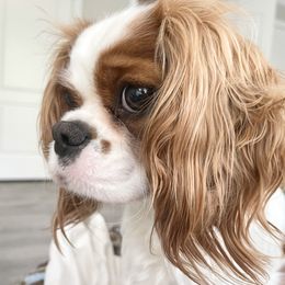 Rebel - Cavalier King Charles Spaniel