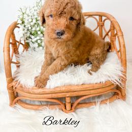 Barkley - Red  male Goldendoodle puppy in from Pink Poodles and Doodles