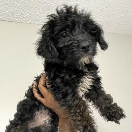 Corg - Yorkipoo