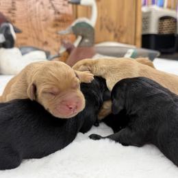 Baby Boy 2 (Yellow-Red) - Yellow male Labrador Retriever puppy in Chatfield, Minnesota from Terranova Retrievers