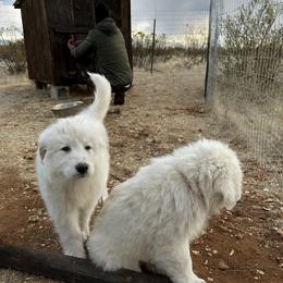 Great Pyrenees Puppies from Outlaw Acres Kennels