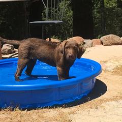 Chesapeake Bay Retriever Puppies from Wild Wood Chesapeakes