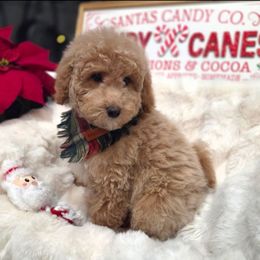 Pecan pie - Apricot male Goldendoodle puppy in North Royalton, Ohio from Johnson's Doodles