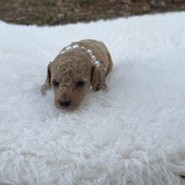 Poodle puppies from Puppies Forever 💙❤️🐶