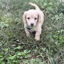 Vanilla (AKC) - Cream male Dachshund puppy in Marshfield, Missouri from Hilltop Kennel LLC