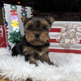 Luke - Black and tan male Yorkshire Terrier puppy in Essexville, Michigan from John's Yorkshire Terriers
