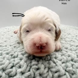 Raven - Parti male Goldendoodle puppy in Sunman, Indiana from Brunsman Country Doodles LLC