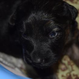 German Shepherd Puppies from Import German Shepherds of Kansas