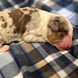 Louise - Brown merle female Aussiedoodle puppy in Liberty, Texas from Poodles and Doodles Most Excellent Adventures