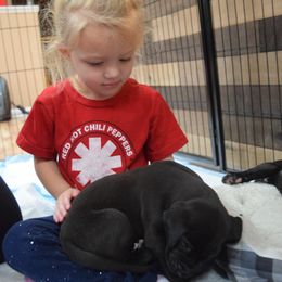 Great Dane Puppies from VanDelft Danes