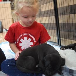 Great Dane Puppies from VanDelft Danes
