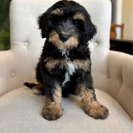 BYRON - male Australian Mountain Doodle puppy in Bristow, Oklahoma from 10-Acre Woods Cockapoos