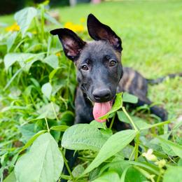 Griffon - Black brindle male Dutch Shepherd puppy in Auburn, Georgia from Faberge Hollandse Herdershond
