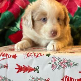 Thomas (Tommy) - Red merle male Miniature Australian Shepherd puppy in Taylor, Arizona from Holy Ghost Ranch, Inc