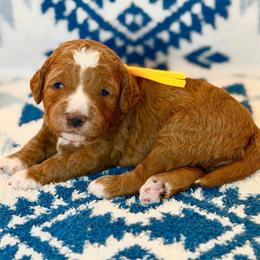 Paprika - Red  female Goldendoodle puppy in Houston, Texas from Golden Life Doodles