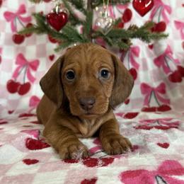 RJ - Red male Dachshund puppy in Lynn, Indiana from StorSma Farms