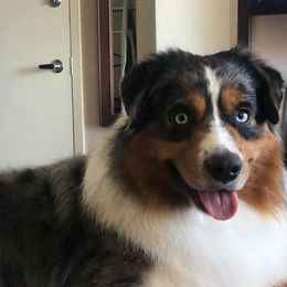 Rip - Miniature American Shepherd