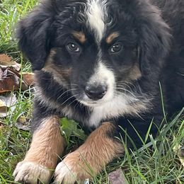 Miniature Australian Shepherds from KBAR Mini Aussies