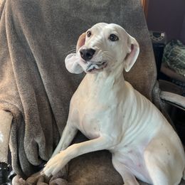 Dalmatian Puppies from Hallmark Dalmatians;