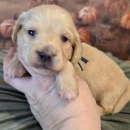 Frost - Cream male Dachshund puppy in Romney, Indiana from Brown's Valley Dachshunds