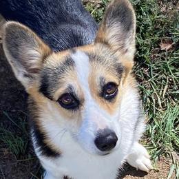 Chloe  - Pembroke Welsh Corgi
