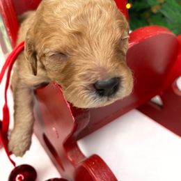 Frosty - Red male Cavapoo puppy in Pleasant Grove, Utah from Puppy Buddy USA
