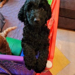 Goldendoodle Puppies from Lucky's Doodlez