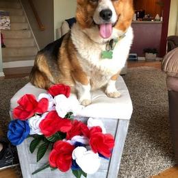 Pembroke Welsh Corgi All Grown Up from Camelot Corgis