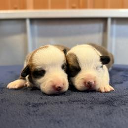 Boy 2 - male Pembroke Welsh Corgi puppy in Saint Ignatius, Montana from Rustic Barn Kennels