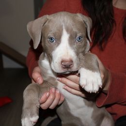 American Pit Bull Terrier Puppies from Mika Tica Kennels