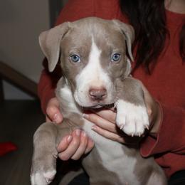 American Pit Bull Terrier Puppies from Mika Tica Kennels