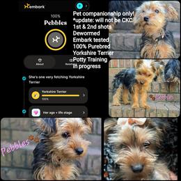 Yorkipoo and Yorkshire Terrier Puppies from Furrever Puppy Co.