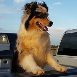 MIDNIGHT - Australian Shepherd