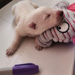 Girl 1 - female Berger Blanc Suisse puppy in New Castle, Pennsylvania from Thornvalley White Shepherds
