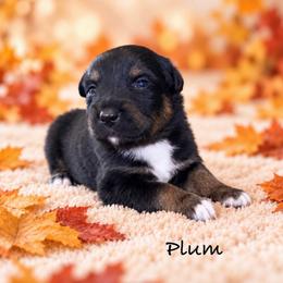 Plum - Black tri-color female Australian Shepherd puppy in Howardsville, Virginia from Spectacular Aussies and Cavaliers